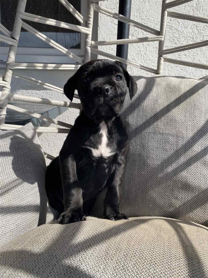 Cane-Corso