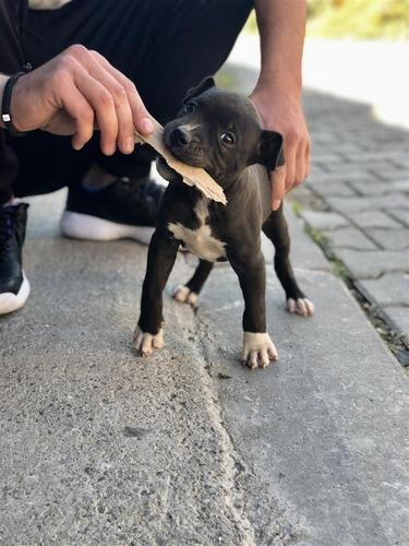 Pitbull 