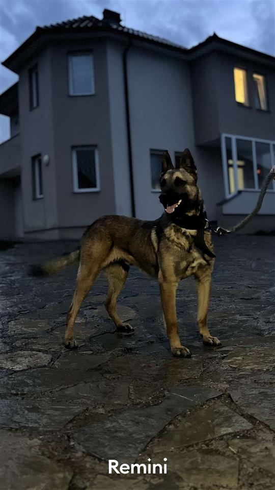 Pastor-Belg-Malinois-