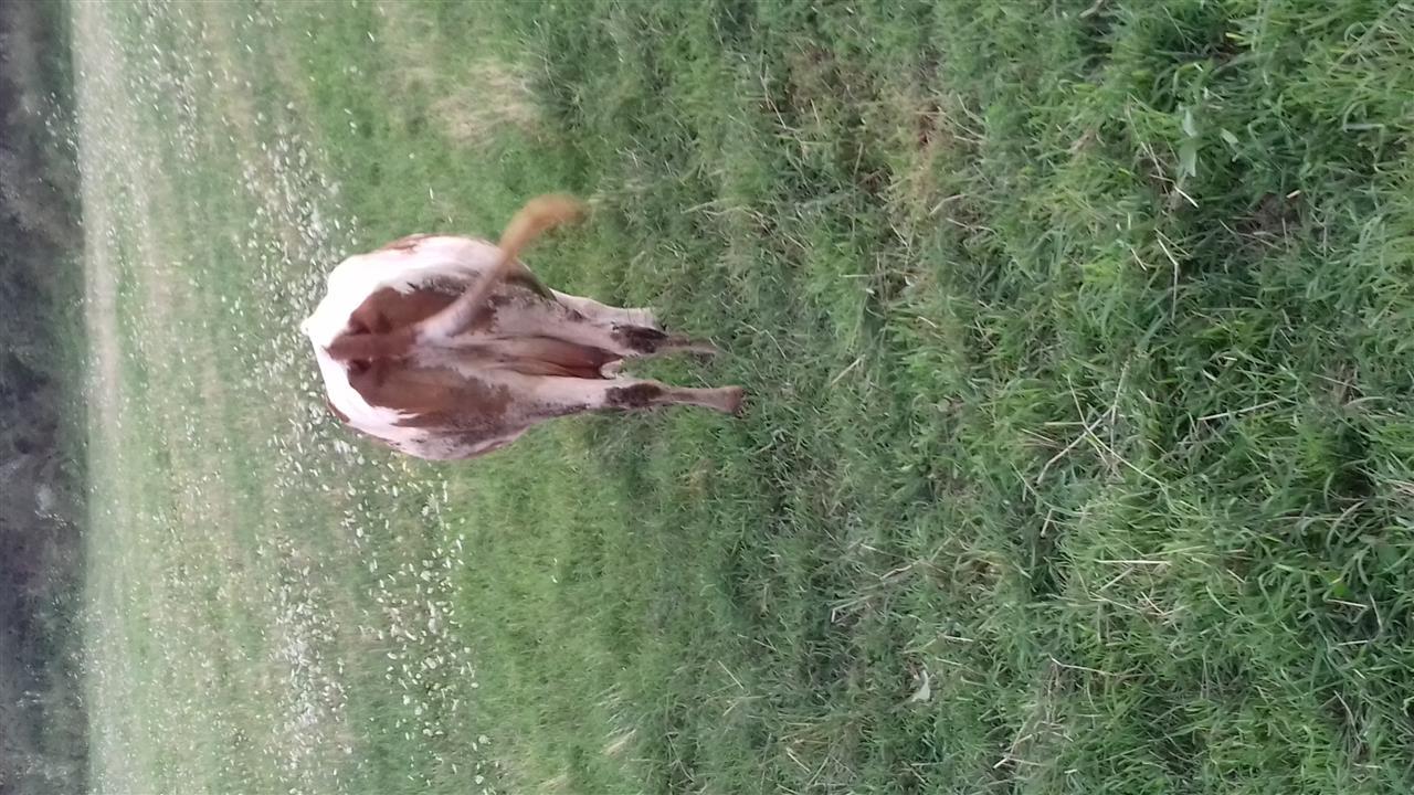 Lop