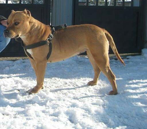 Pitbull 