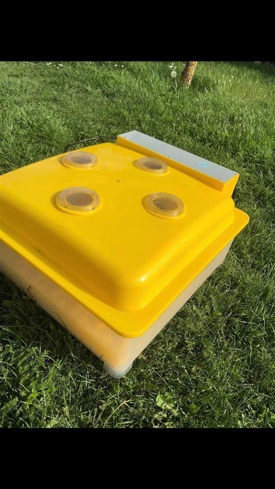Incubator