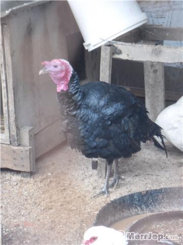 Quran-
