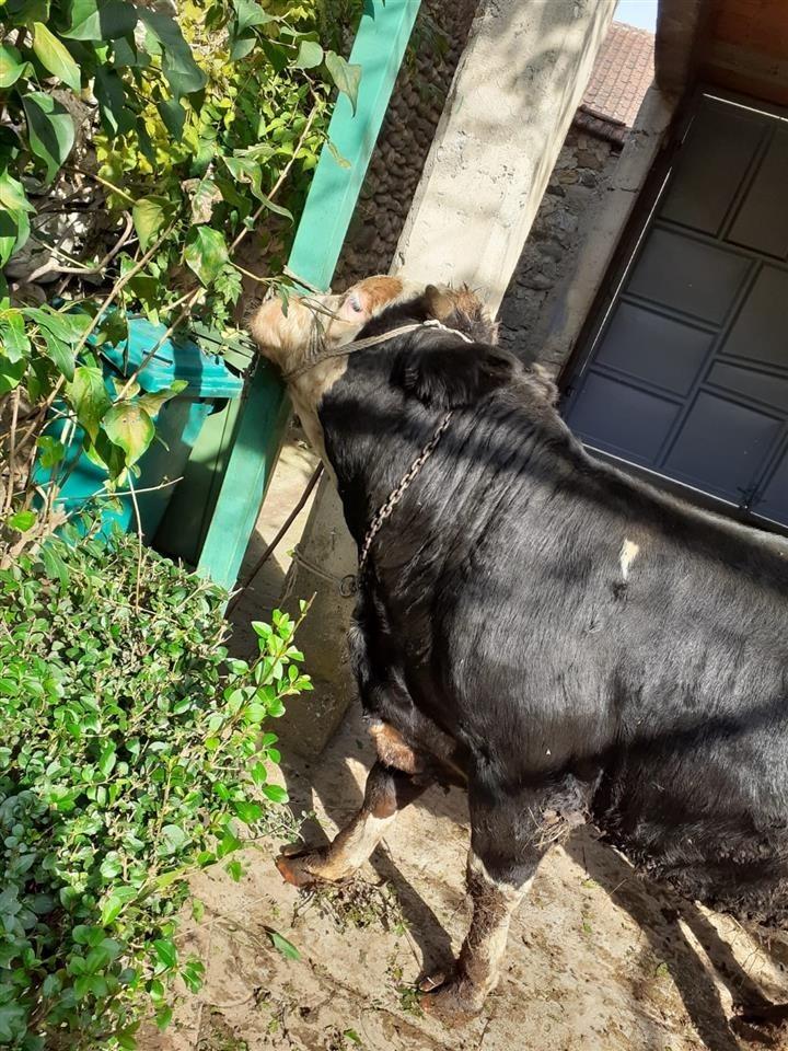 bikat-