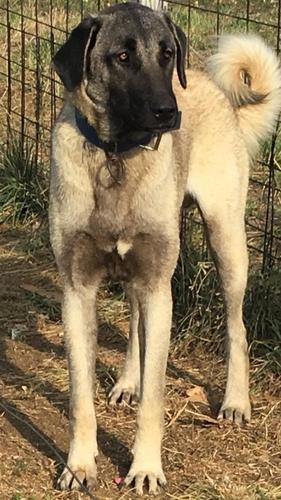 Kangal