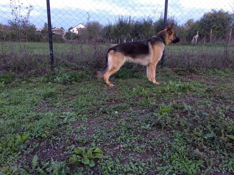 Qeni