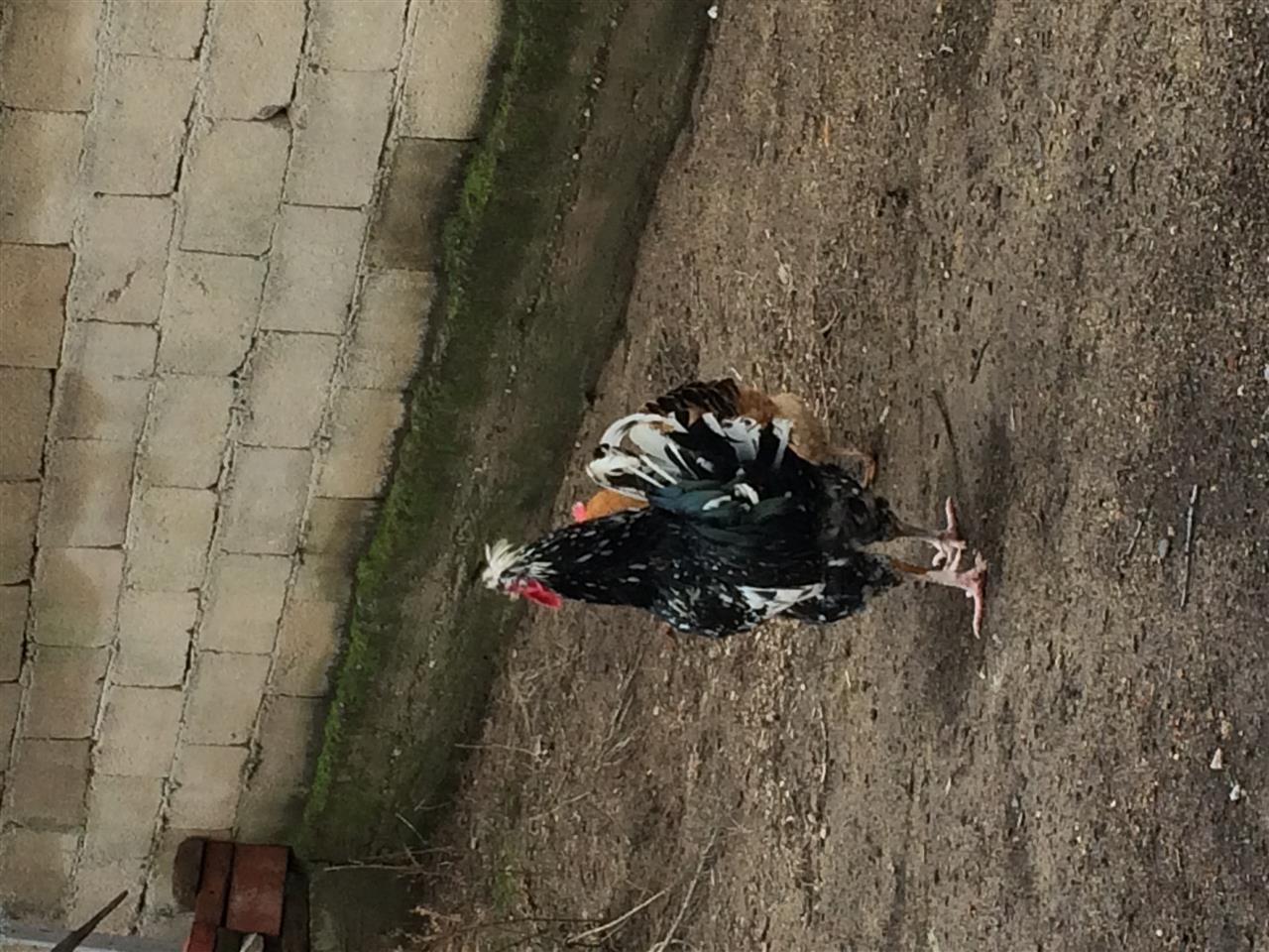 Shiten