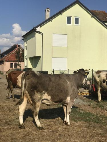 Lopë për mish
