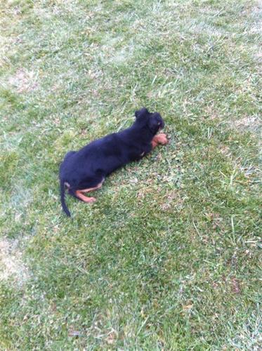 Dobermann