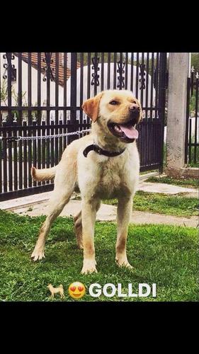 Labrador