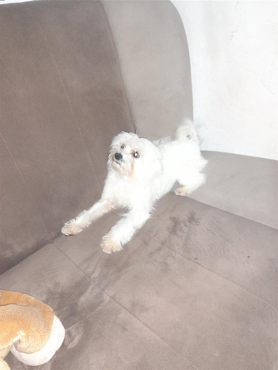 Maltese