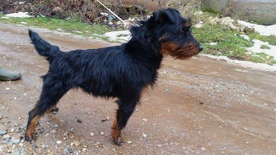 -Terrier-