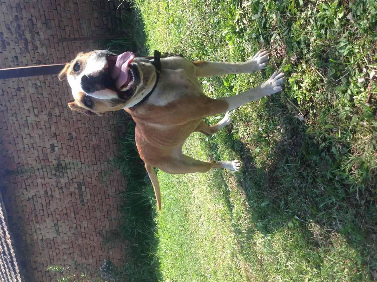Pit-bull