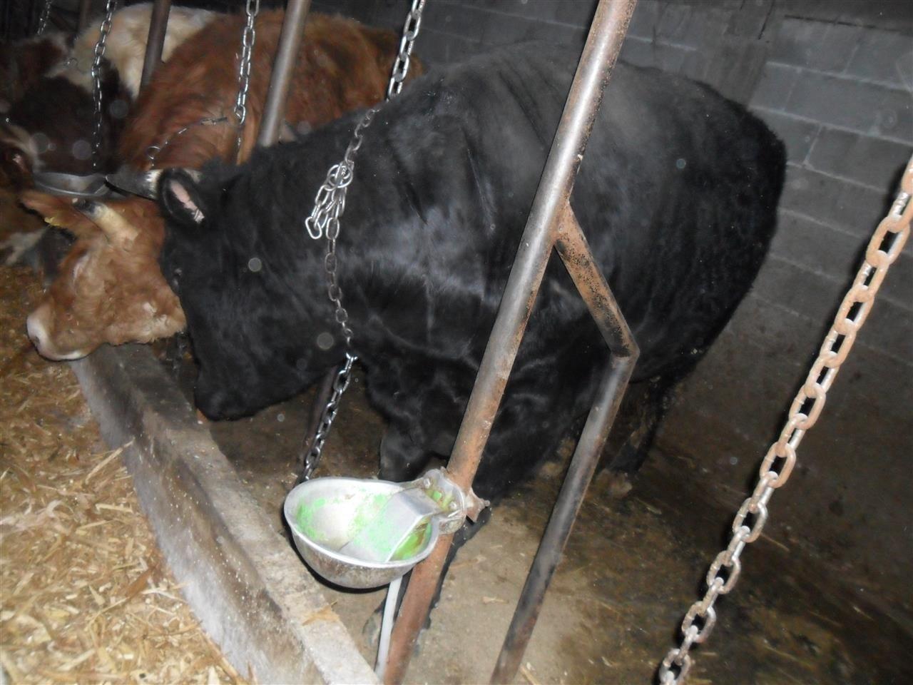 Bik-