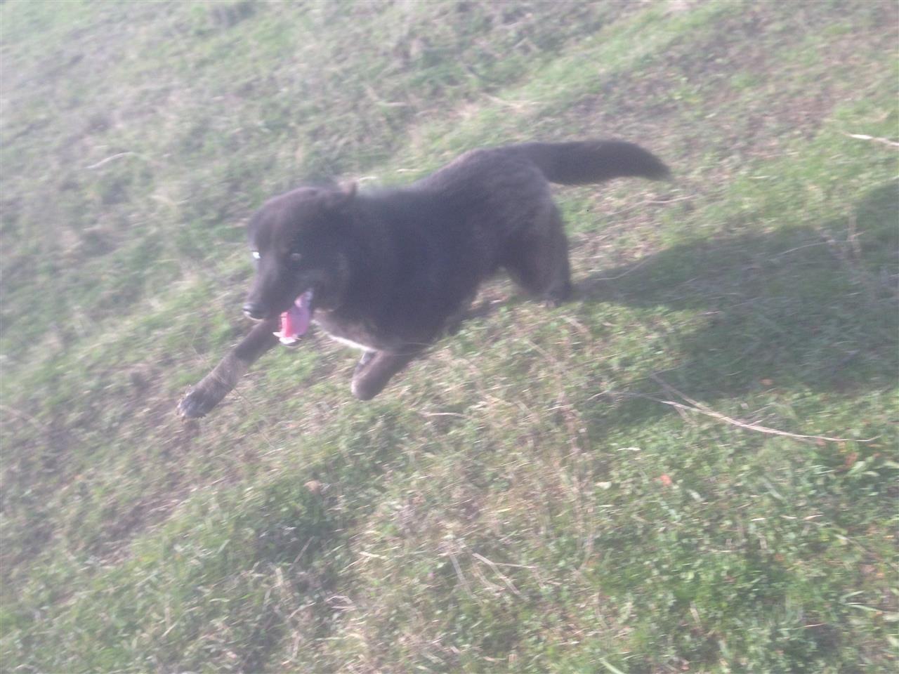 Haski