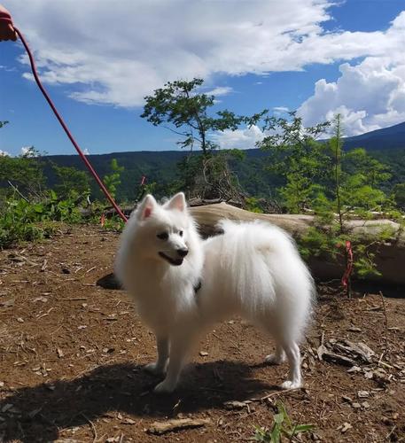 Spitz