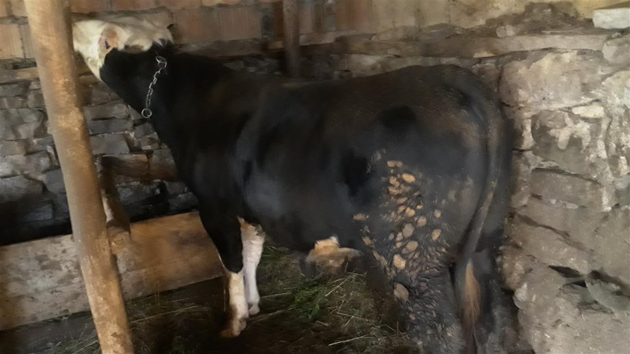 Biku-