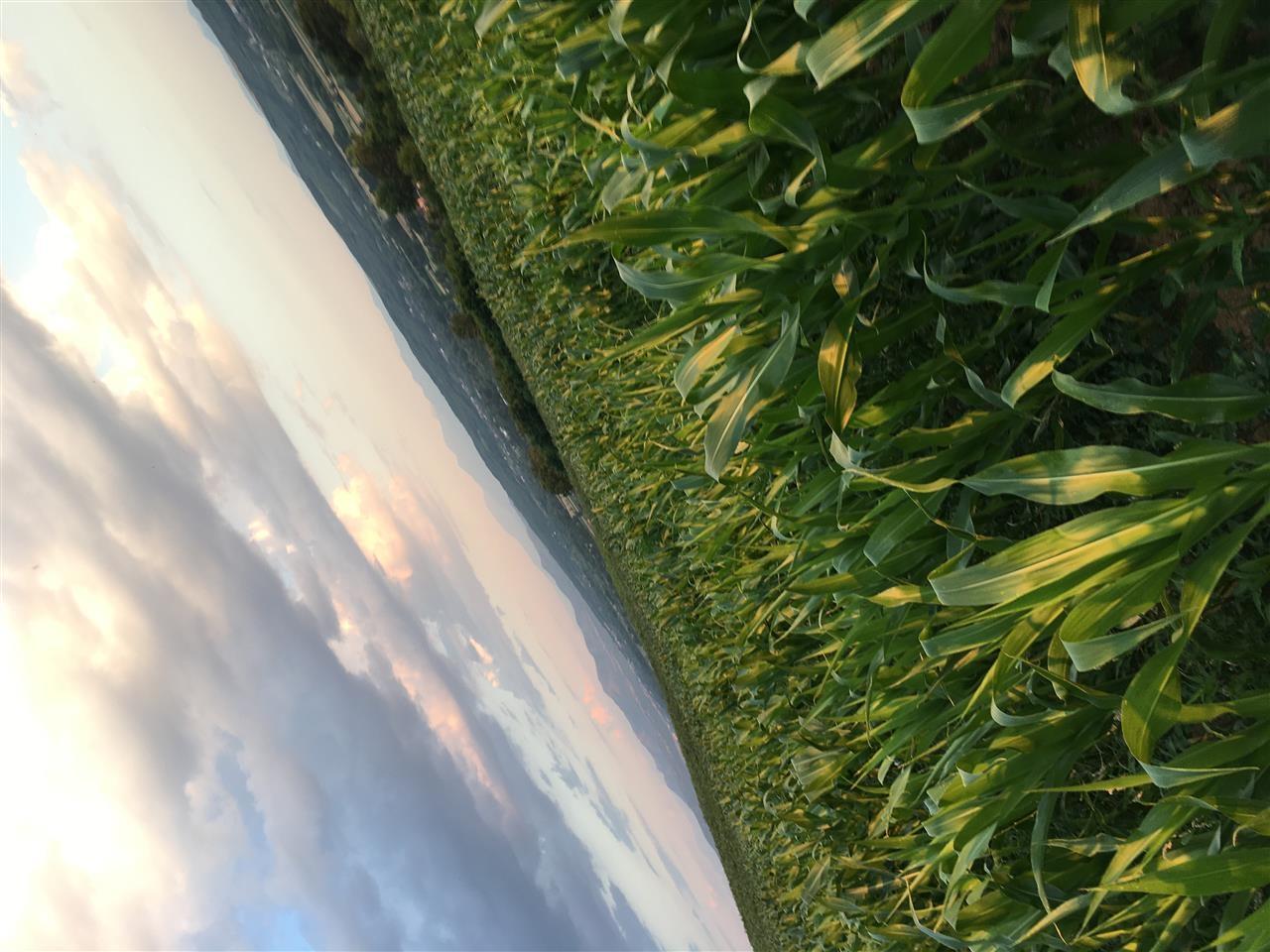 Kallmoq-