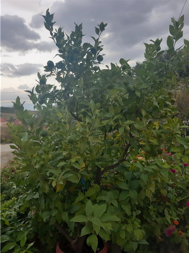 Shitet limoni