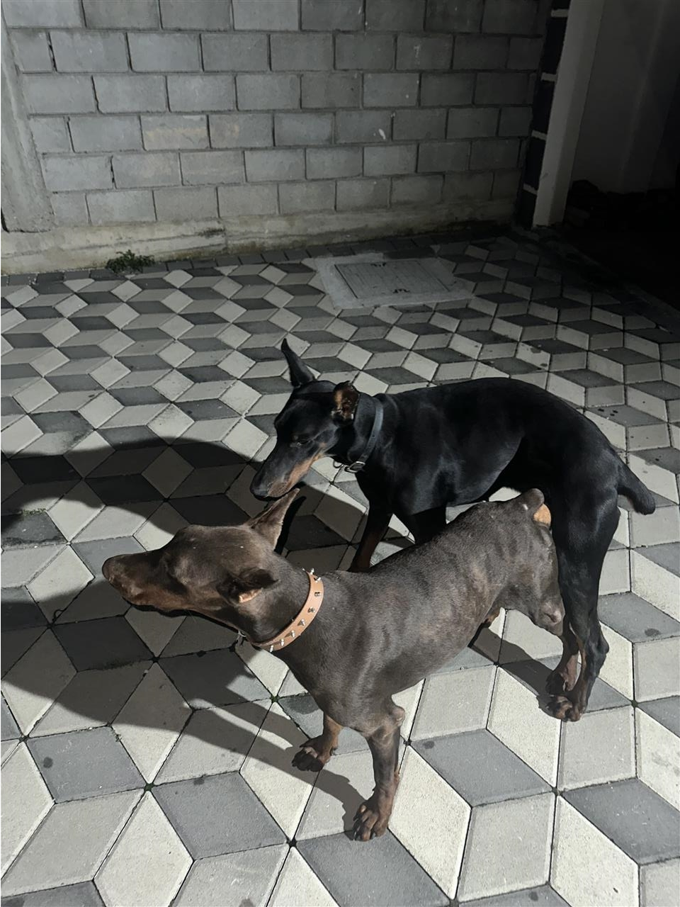 Doberman
