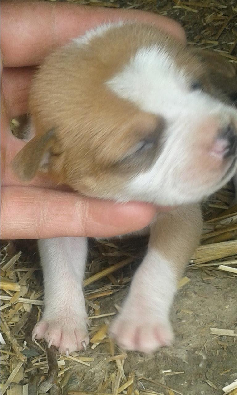 Pitbull