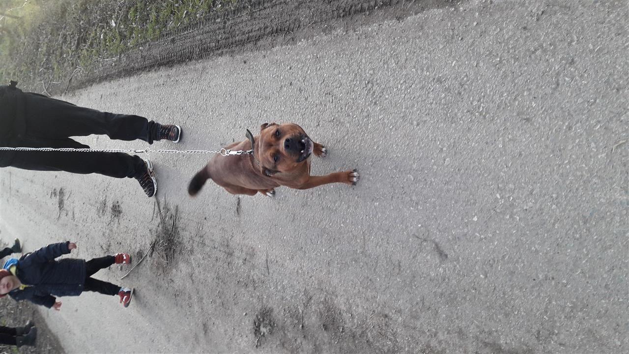 titulli