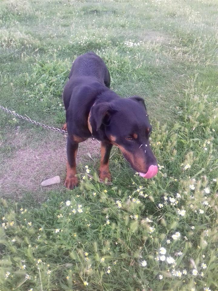 Shes-Terrierin-