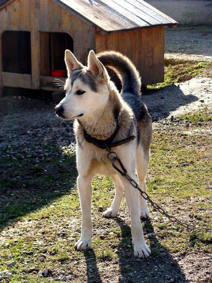 Hasky