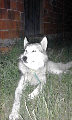 Haski
