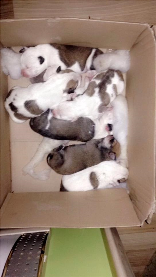 pitbulla