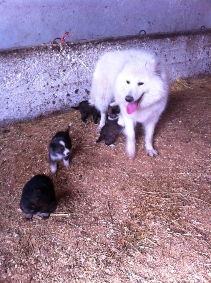 samojed