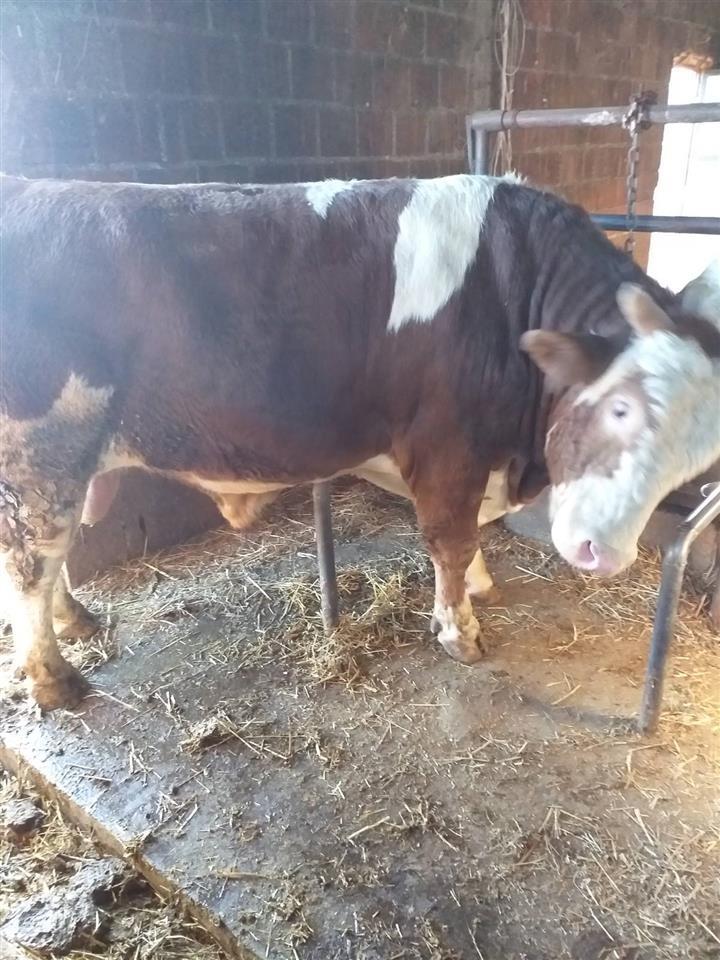 Bika