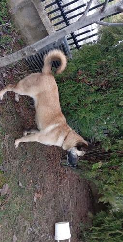 Belg Shepherd