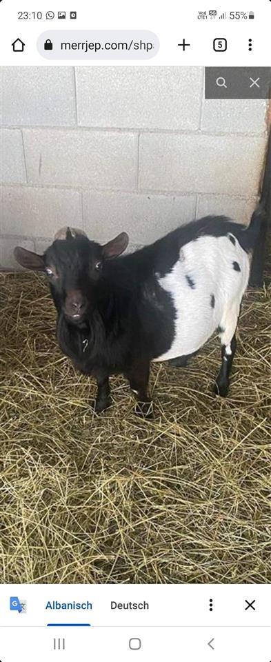 Mini-dhi