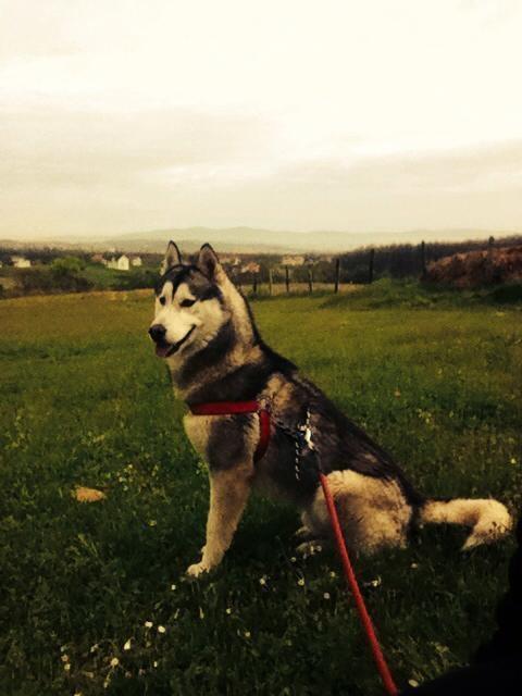 Shes-Husky