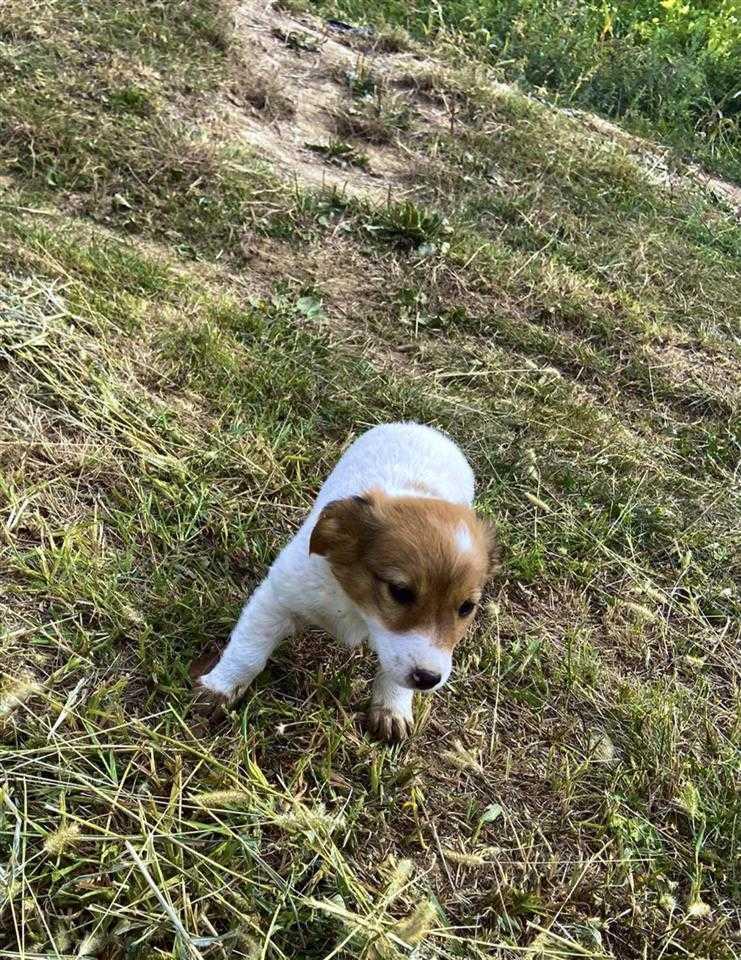 Jack-Russell-Terrier