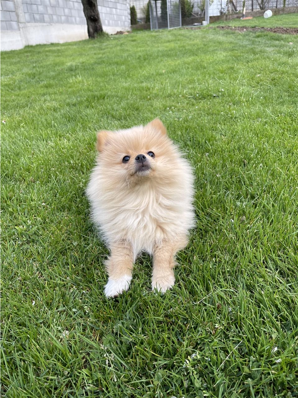 Shiten-pomerian-qift-