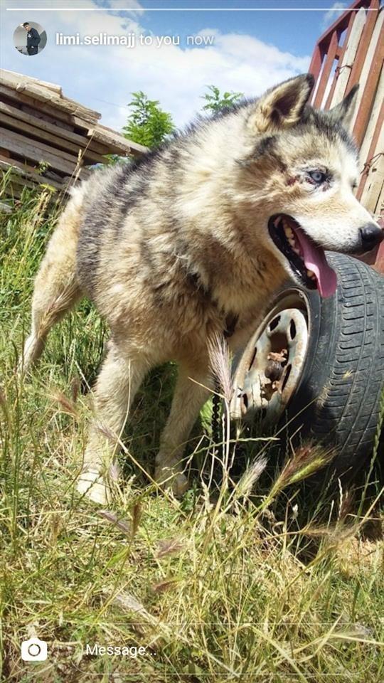 Qen-Hasky