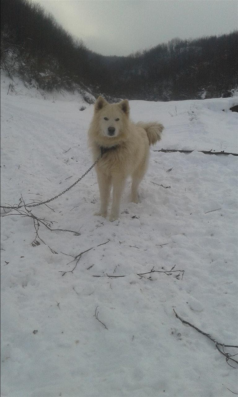 HASKY