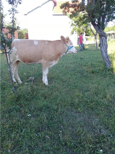 Mushtjerr