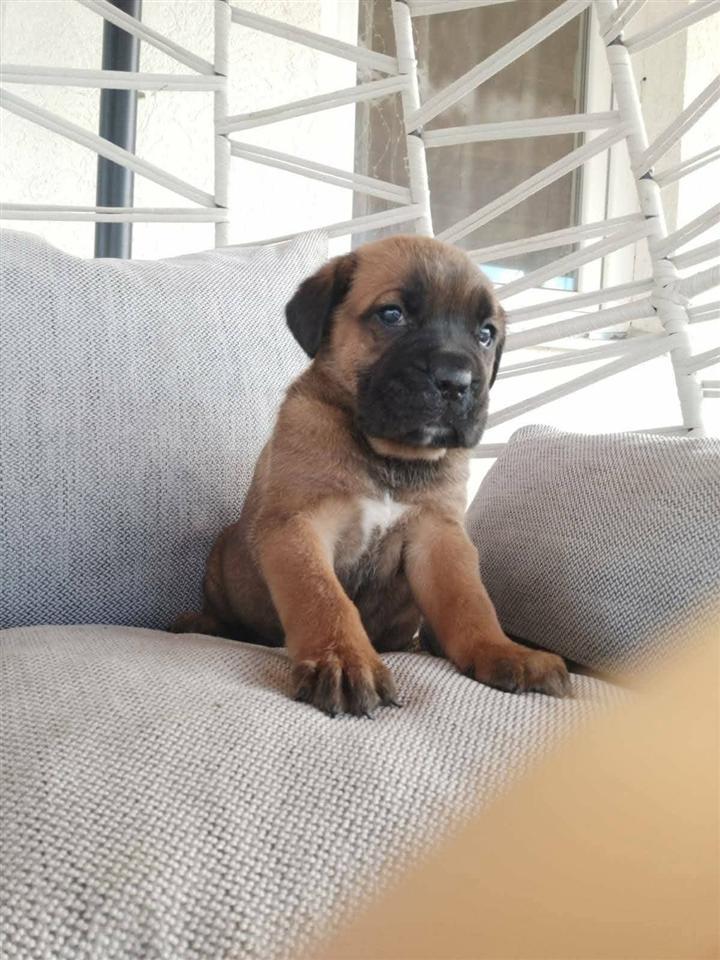 Cane-Corso