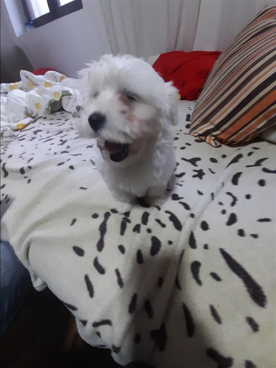 Mini-maltezer-