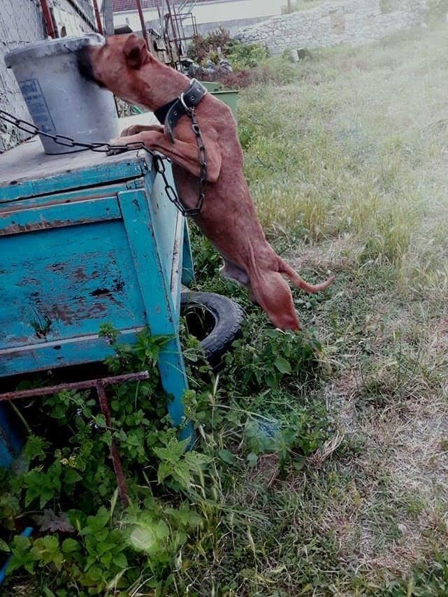 Pitbull