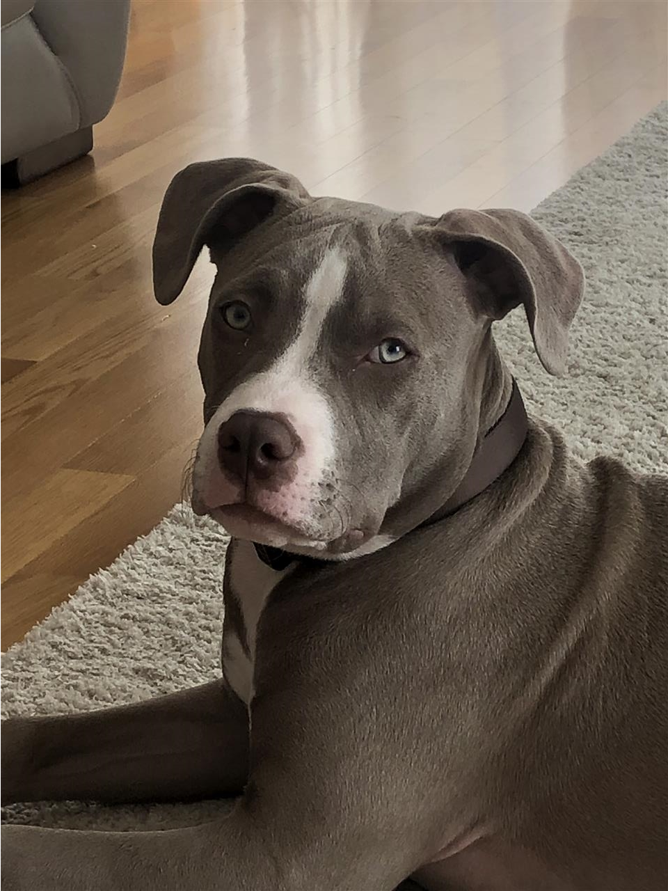 Pitbull
