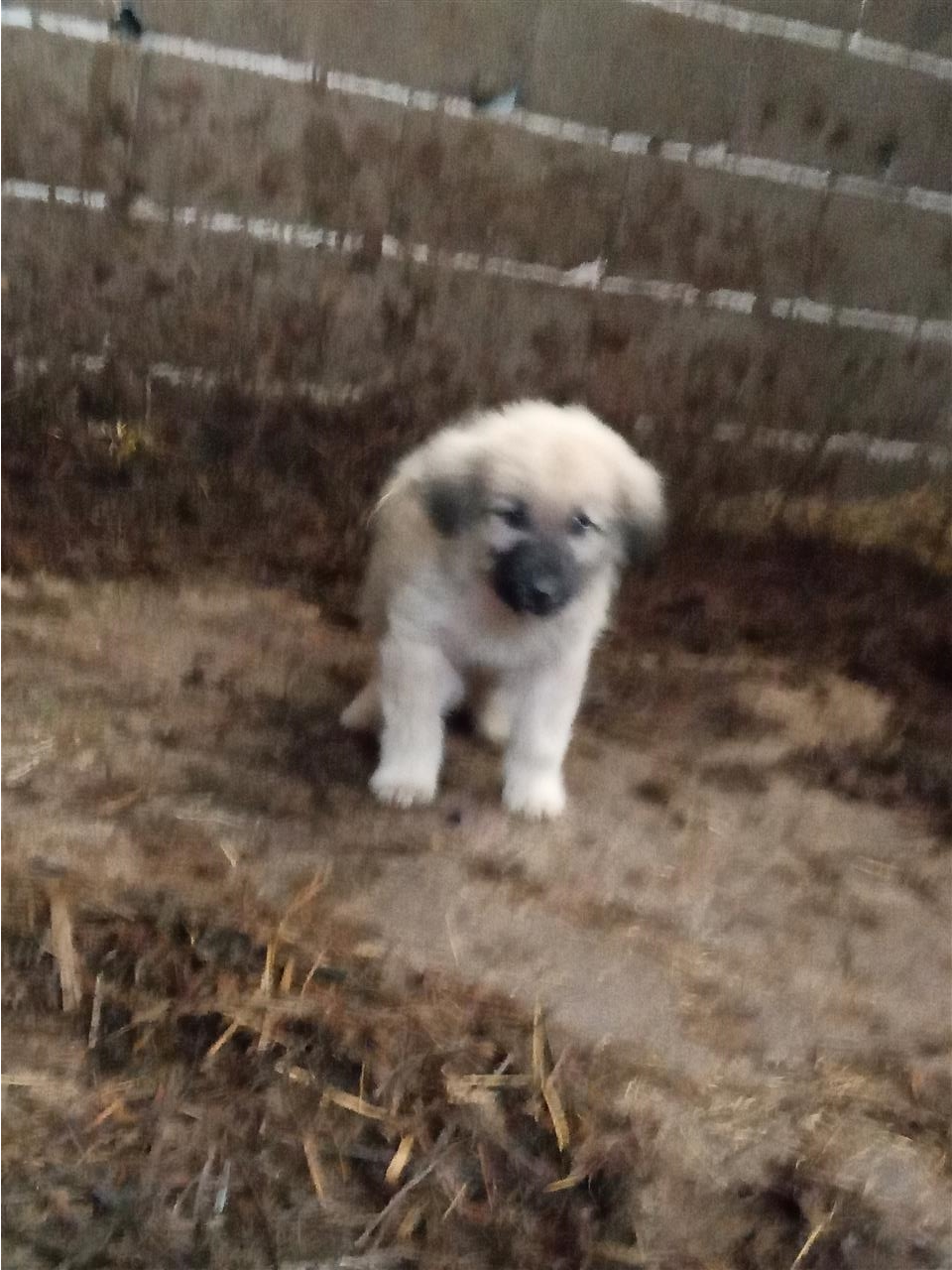 Klysh