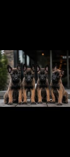 Malinois