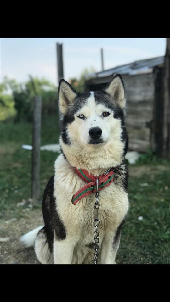 Haski
