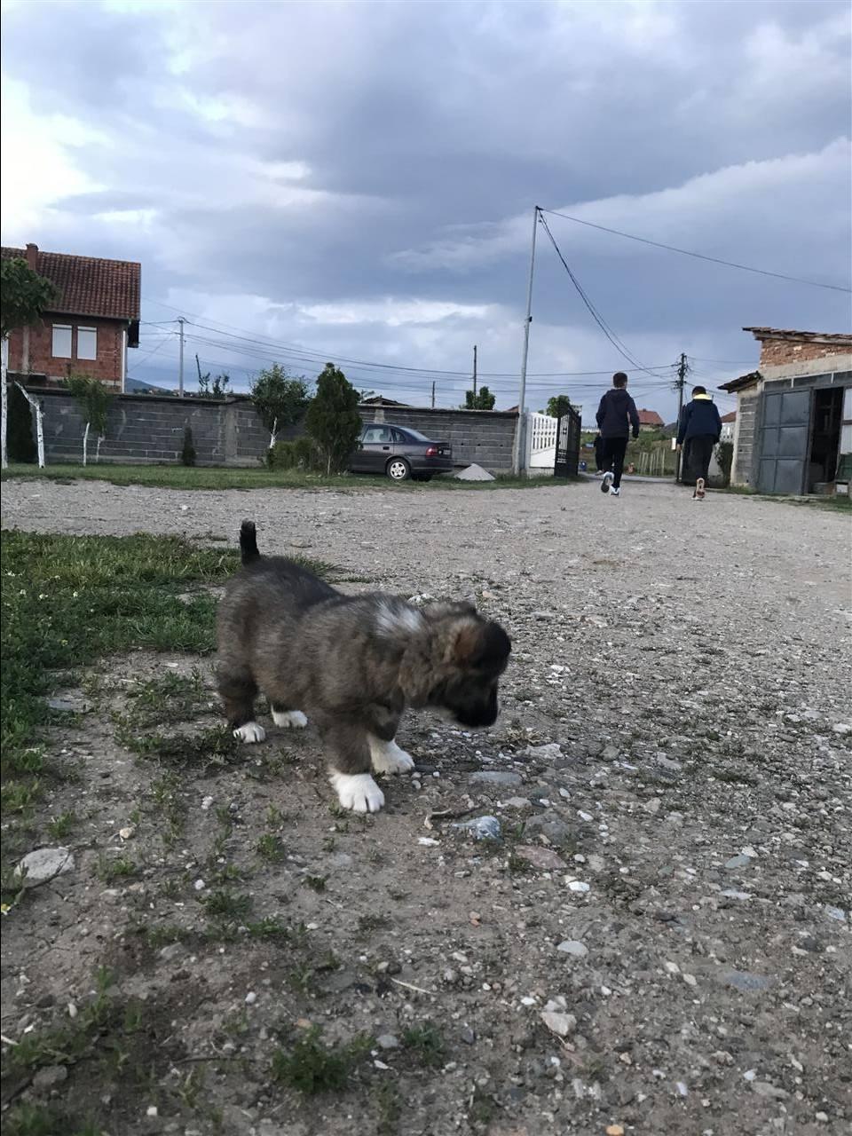 Klysh