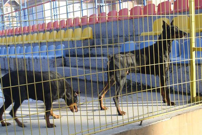 Doberman