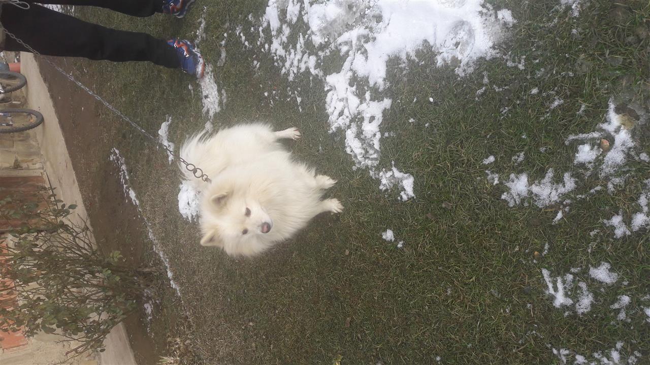 Bubë